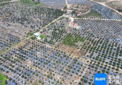 儋州东成镇打造3000亩热带高效农业种植园
