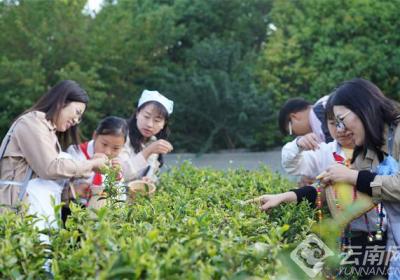 昆明官渡区：520名学生走进茶山 体验“茶芽尖上的第一课”