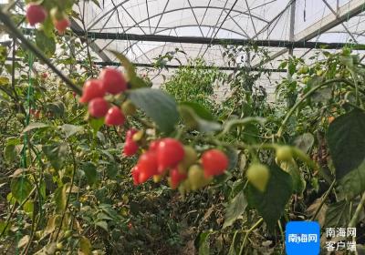 三亚开展辣椒新品种与高效栽培技术助农增收