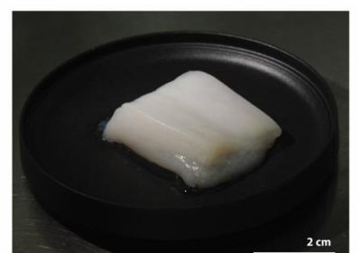 科学家用培养基长出整块鸡肉，重约10克！