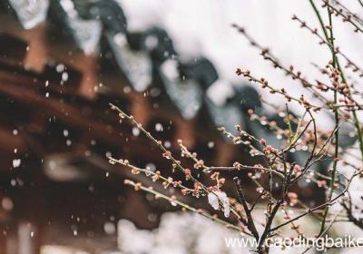 女人梦见天空飘雪花什么意思 女人梦见天空飘雪花什么预兆
