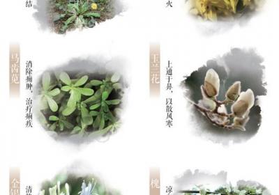 春日这些常见的花草，原来都是中药