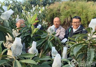 昭通永善：一条短视频 带“火”枇杷经