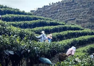 云南凤庆：从茶园到心田 春茶季“联农密码”出圈