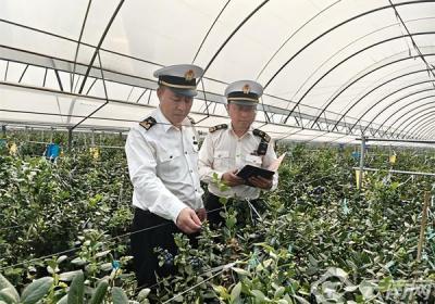 云南普洱鲜蓝莓首拓海外市场