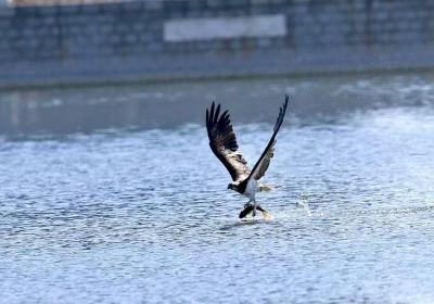 鹗舞莲花池 北京丰台生态治理再添彩