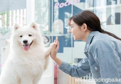 梦见自己打狗是什么意思 梦见自己打狗有什么预兆