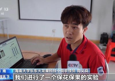 打造“田间实验室” 海南科技小院破解热带水果种植难题