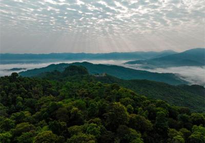 “景迈山魂·万国茶会”对话茶与文明 谭盾《世界地球日·景迈山魂》音乐会将首演献艺