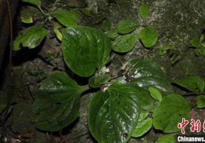 我国发现植物新种“南岭报春苣苔”