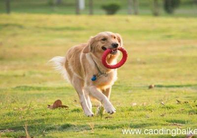 梦见一群小狗是什么意思 梦见一群小狗有什么预兆