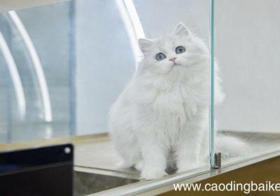 梦见一只小猫是什么意思 梦见一只小猫有什么预兆