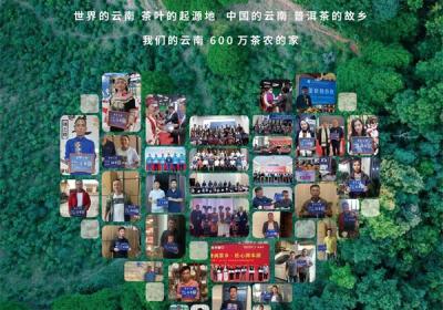助推产业标准化 2025年云茶价格指数发布