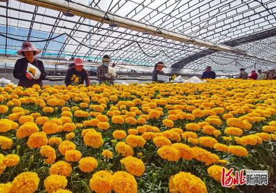 记者走基层｜上三道河村的万寿菊清明开
