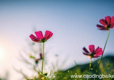 梦见种花是什么意思 梦见种花是什么预兆