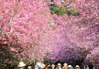 【早安云南•云游】踏青正当时，云南这些地方美如画！
