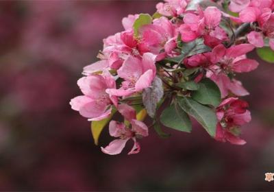12个月花歌谣是什么