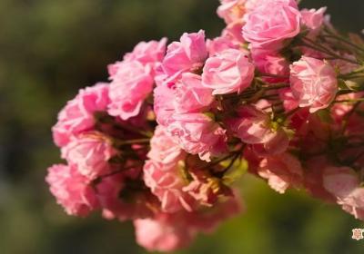 26朵玫瑰花代表什么意思