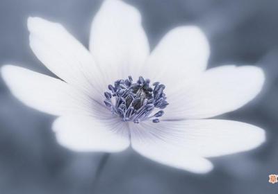 再会花开人难常在什么意思