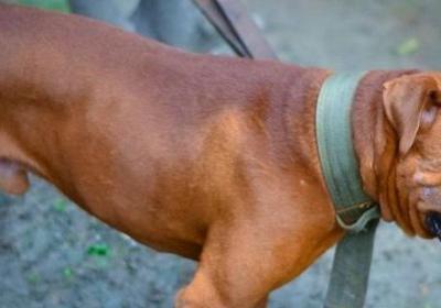 比特犬怎样养不凶