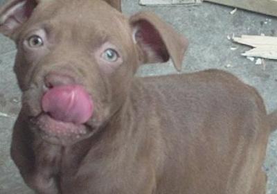 比特犬怎么练死口