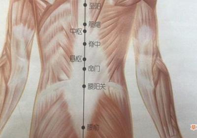 至阳的准确位置图和作用
