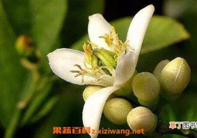 佛手花的功效与作用及副作用