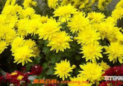 怀寿菊和怀菊花的区别 怀菊花的功效