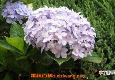 绣球花怎么养 绣球花的养殖方法