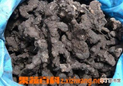 猪苓的功效与作用有哪些