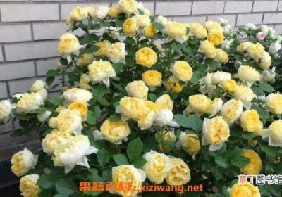 金丝雀花的养殖方法 金丝雀花的种植技巧