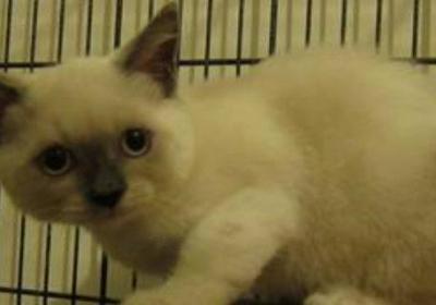 重点色短毛猫和暹罗猫区别