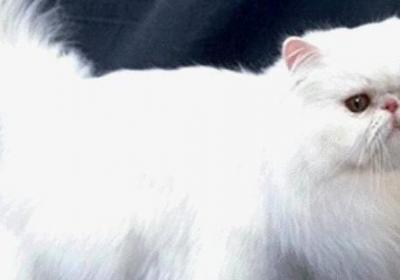 波斯猫为什么那么贵