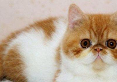为什么没人养波斯猫