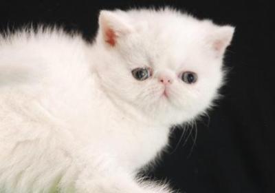 波斯猫不吃东西怎么办