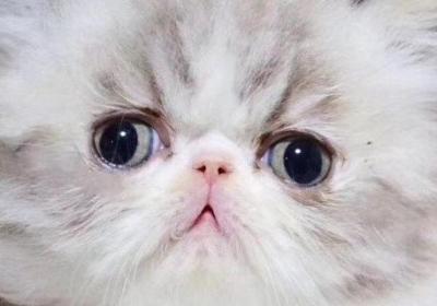 波斯猫不能吃什么食物