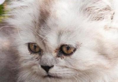 波斯猫不吃不喝的原因