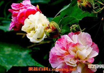 芙蓉花怎么养 芙蓉花的养殖方法