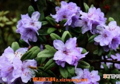 紫花杜鹃的功效与作用及禁忌