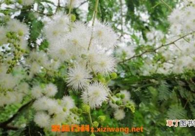 白花合欢的功效与作用 白花合欢的药用价值