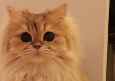 波斯猫一年可以生几个小猫