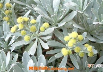 芙蓉菊的功效与作用 芙蓉菊的禁忌