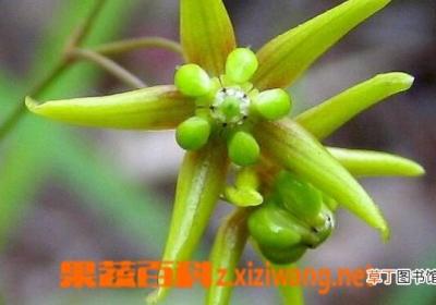 徐长卿的功效与作用