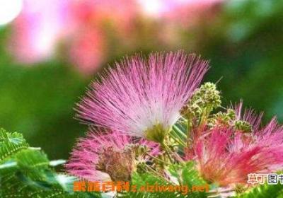 合欢花到底怎么养 合欢花的养殖方法和注意事项