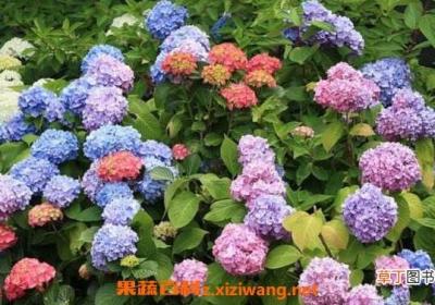 绣球花如何水养保鲜 绣球花怎么在花瓶里养