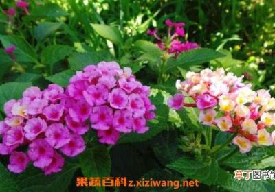 马缨丹花的功效与作用 马缨丹花的药用价值