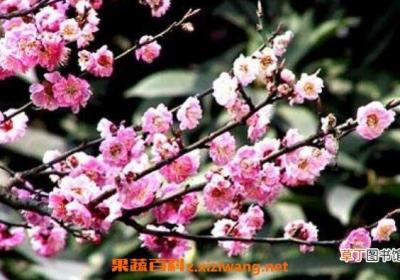 野桃花的作用与功效 野桃花的药用价值