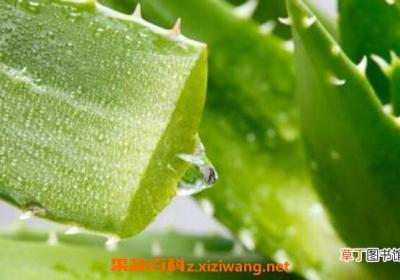 新鲜芦荟怎么煮水 怎样自制芦荟水