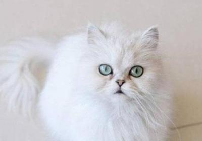 英国长毛猫和金吉拉的区别