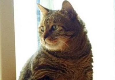 狸花猫可以吃饭吗